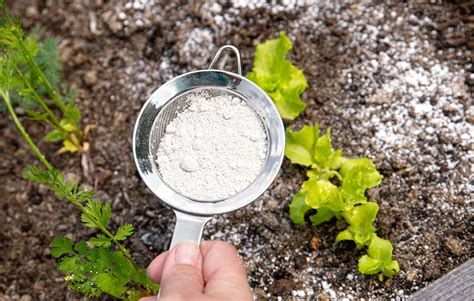  Diatomaceous Earth: การใช้ประโยชน์ในการกรองและการดูดซับที่เหนือชั้น!