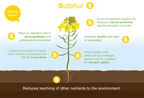 Sulphur: ตัวอย่างสำคัญของอุตสาหกรรมเคมีและการผลิตปุ๋ย!